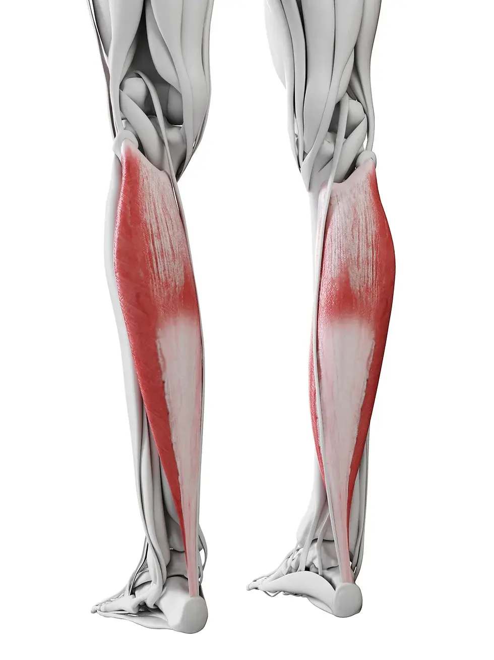 عضلات ساق پا که وظیفه ی پمپاژ خون را دارند.